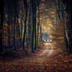 camino-bosque-rodeado-arboles-hojas-luz-sol (1)